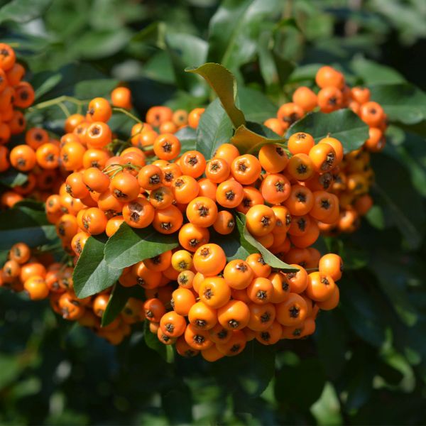 Pyracantha saphyr 'Cadange' 3 Litre